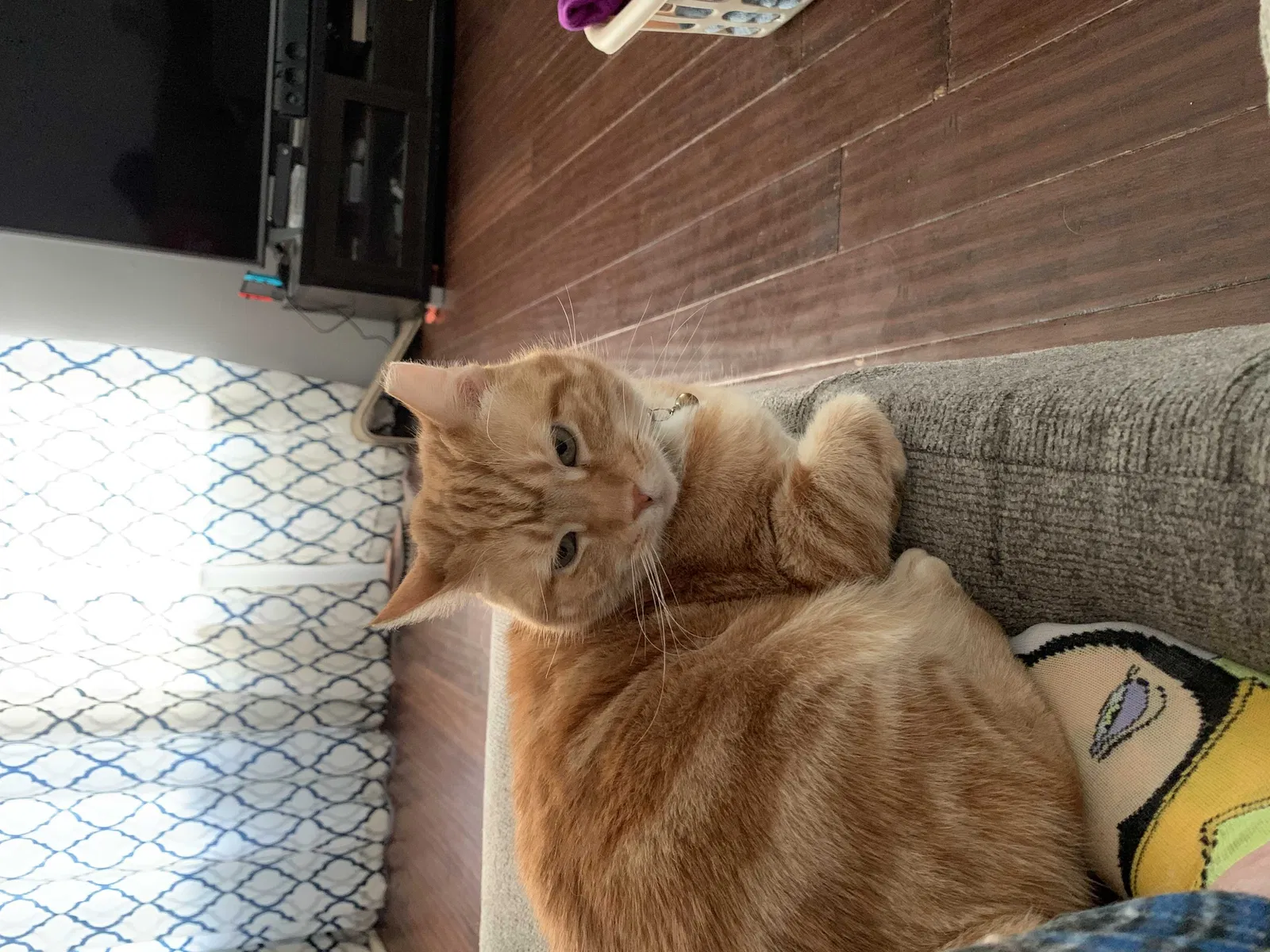 Lost cat in Hilliard, OH, 43026