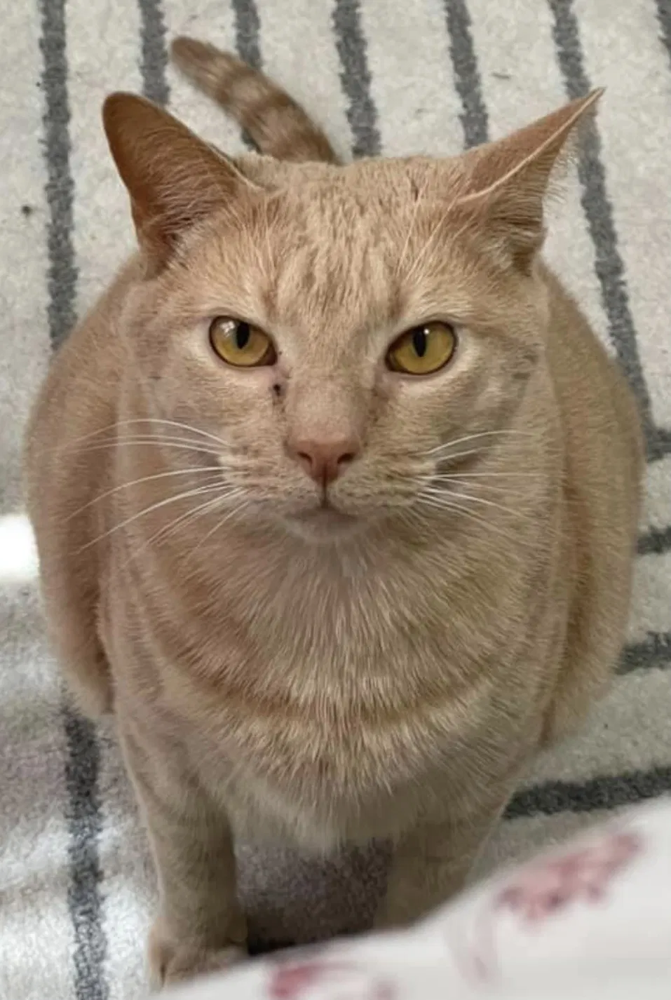 Lost cat in Lexington, KY, 40503