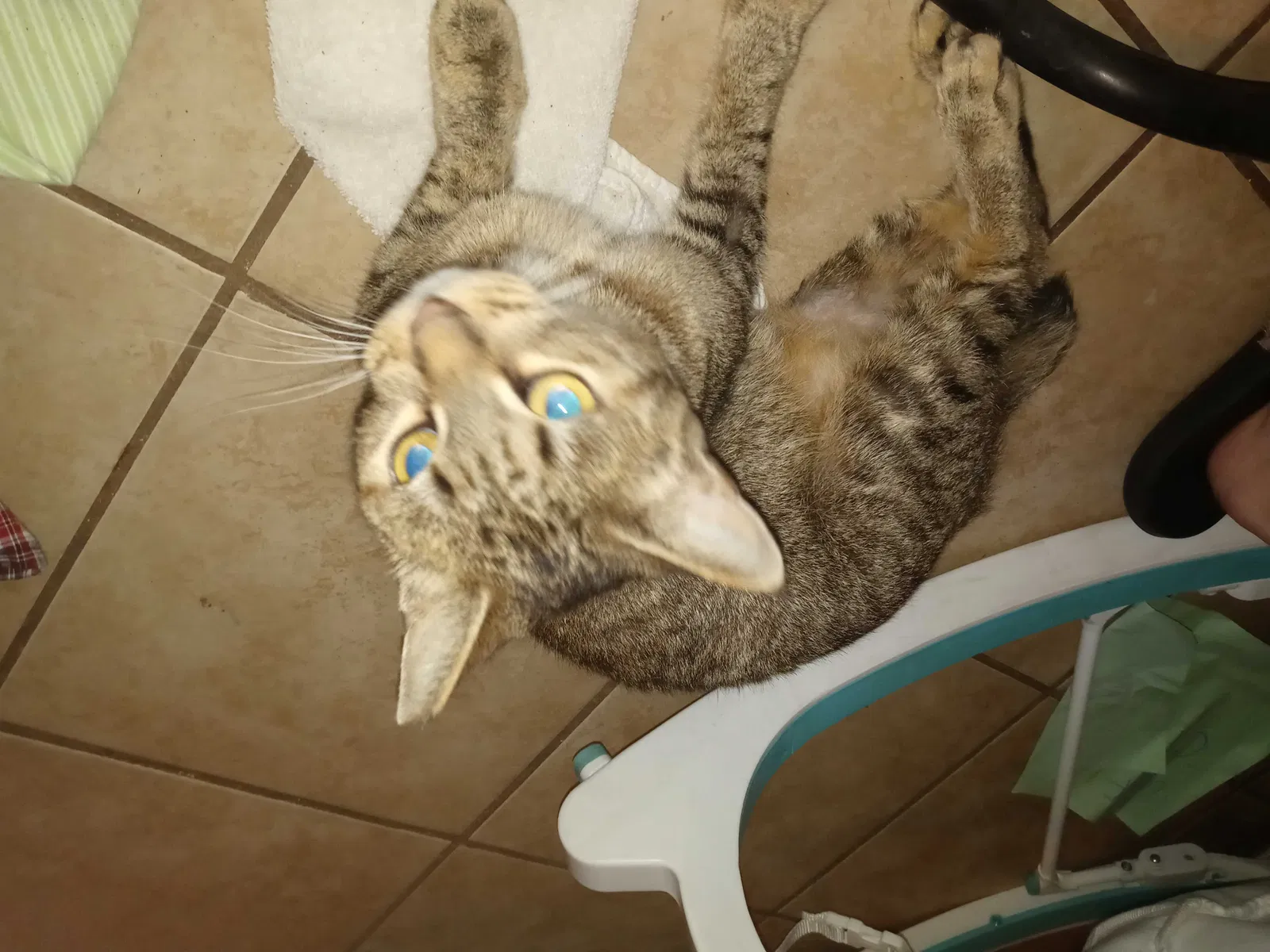 Lost cat in Altamonte Springs, FL, 32714