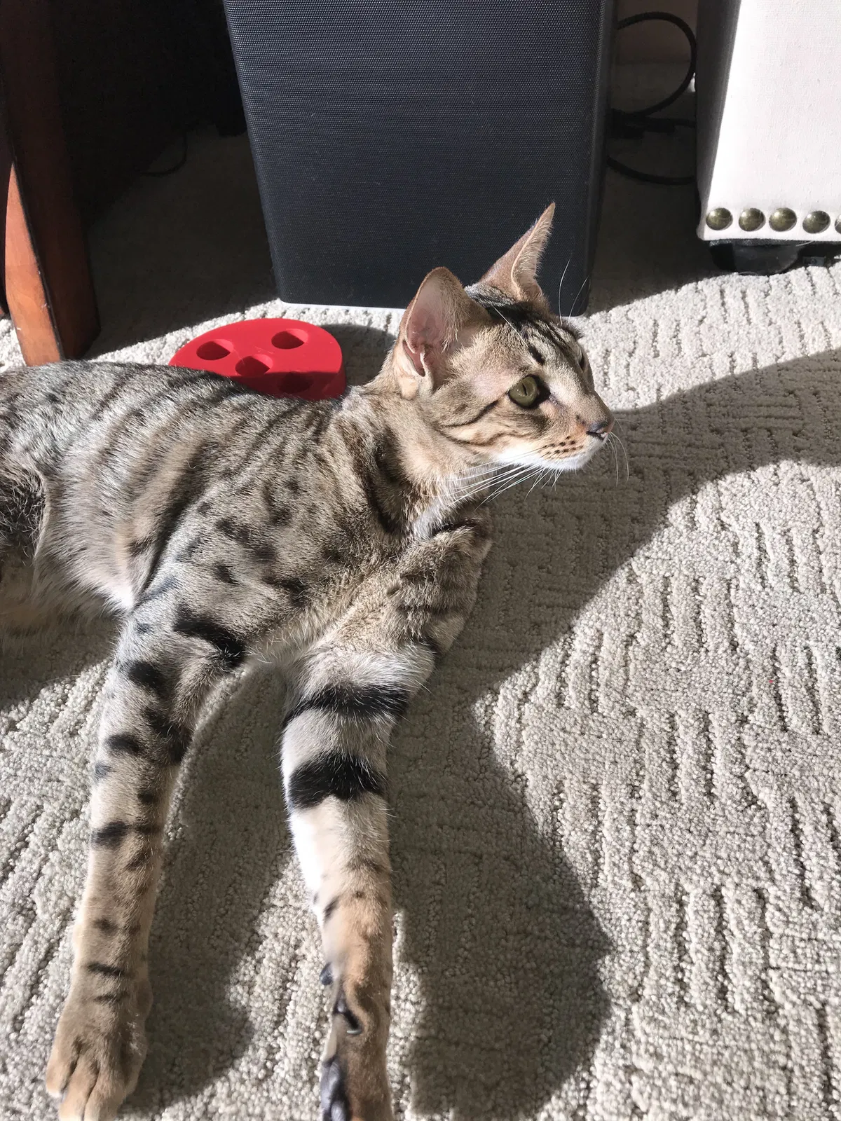 Lost cat in Saint Paul, MN, 55125