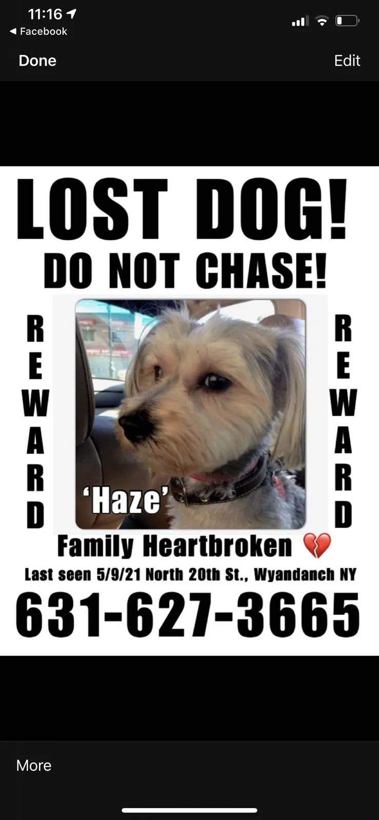 Lost dog in Wyandanch, NY, 11798