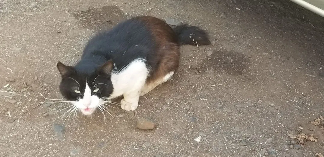 Found cat in Haleiwa, HI, 96712