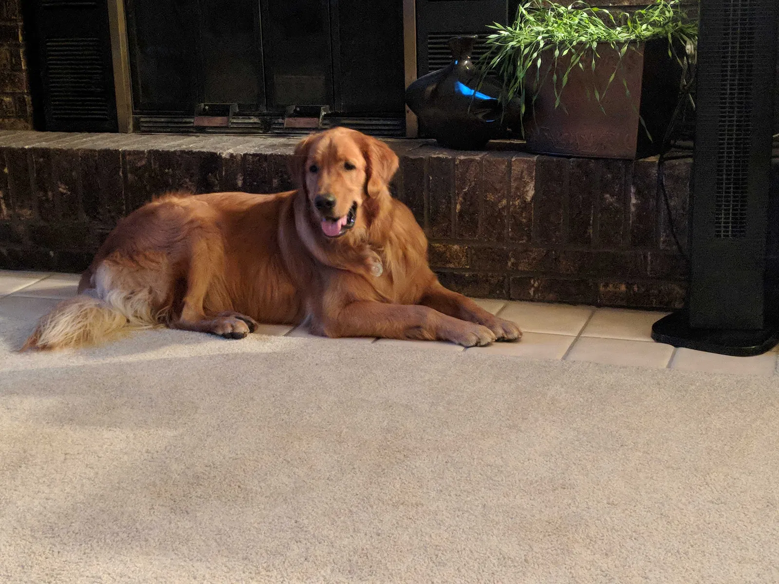 Lost dog in South Bend, IN, 46628