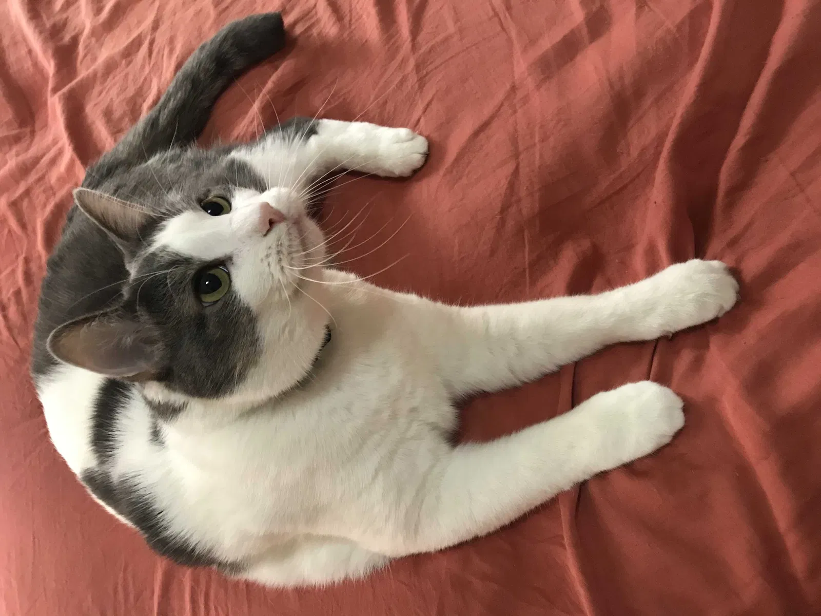 Lost cat in El Paso, TX, 79912