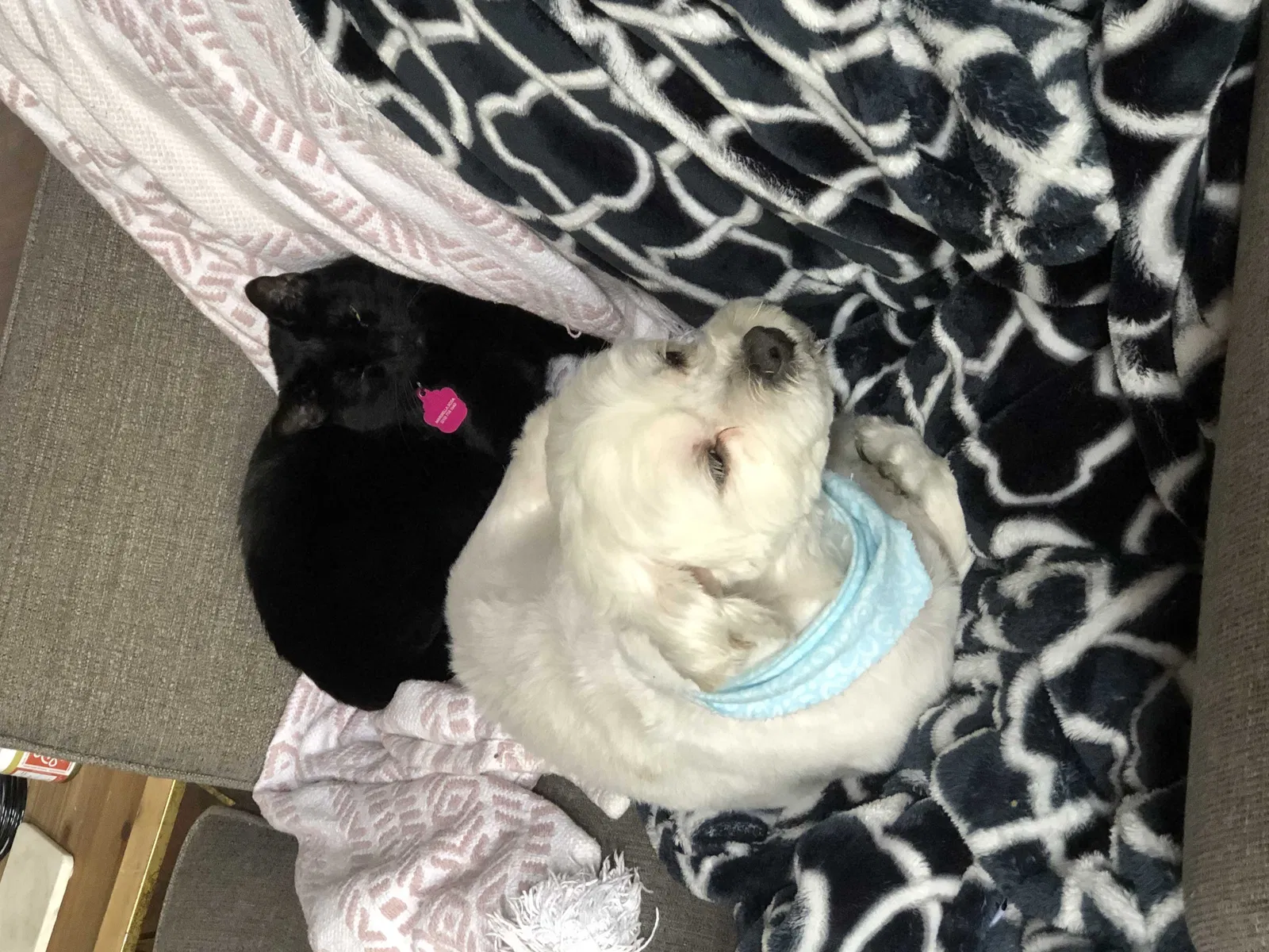 Lost dog in San Antonio, TX, 78247
