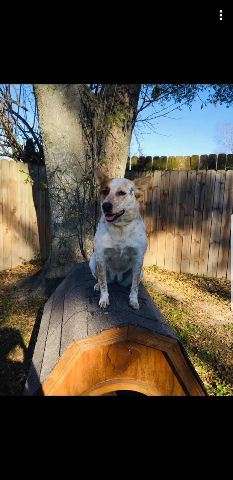Lost dog in Spring, TX, 77373