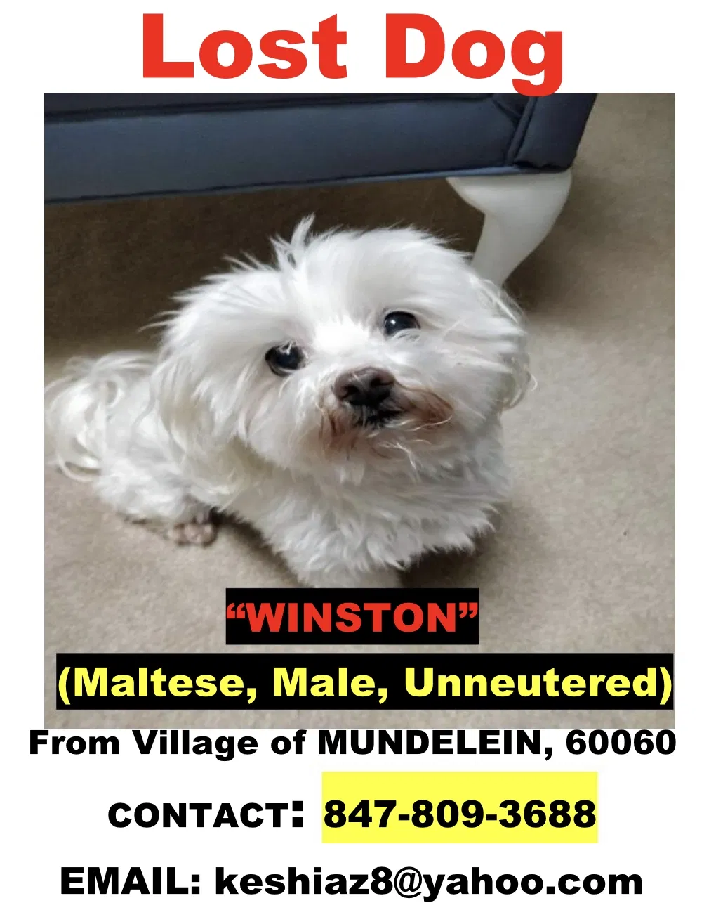 Lost dog in Mundelein, IL, 60060