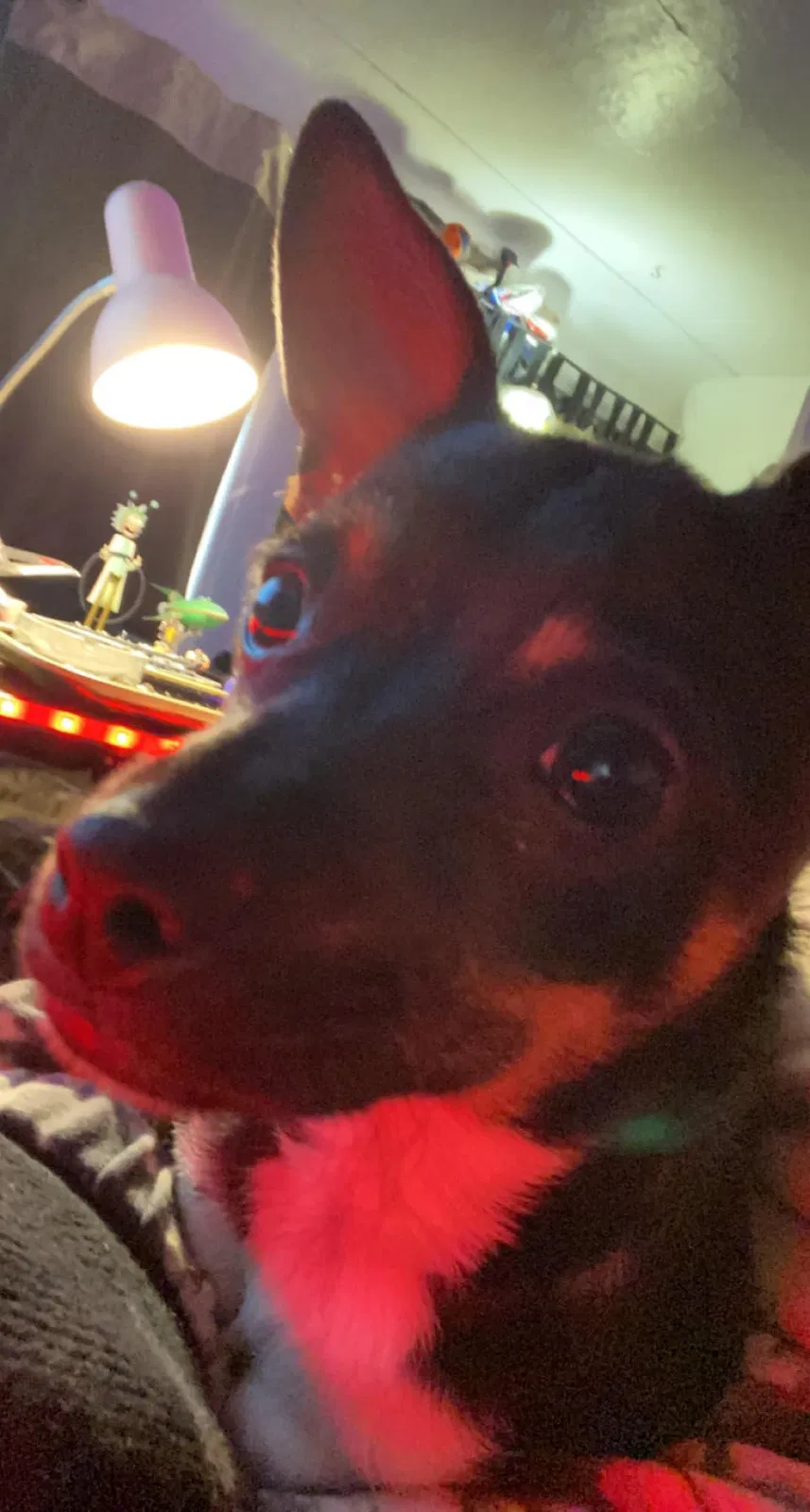 Lost dog in Denver, CO, 80214