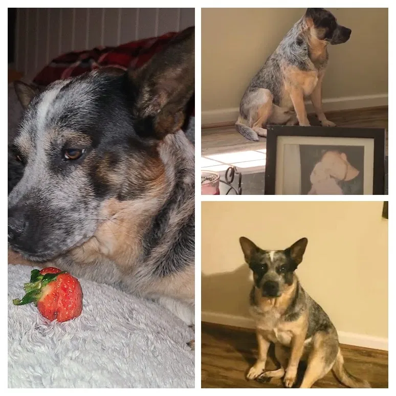Lost dog in Kershaw, SC, 29067