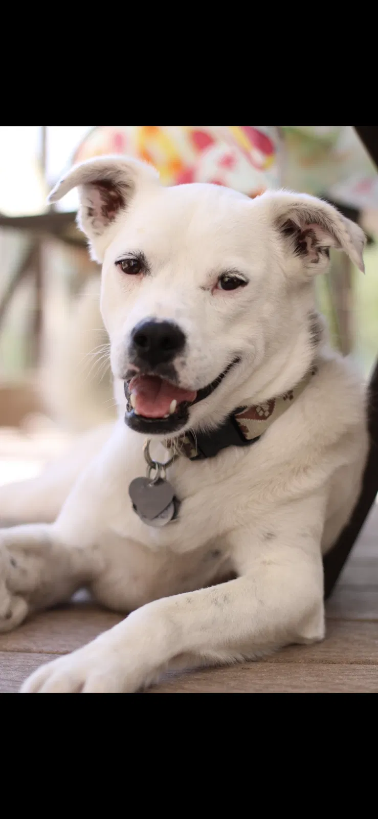 Lost dog in Windsor, CO, 80550