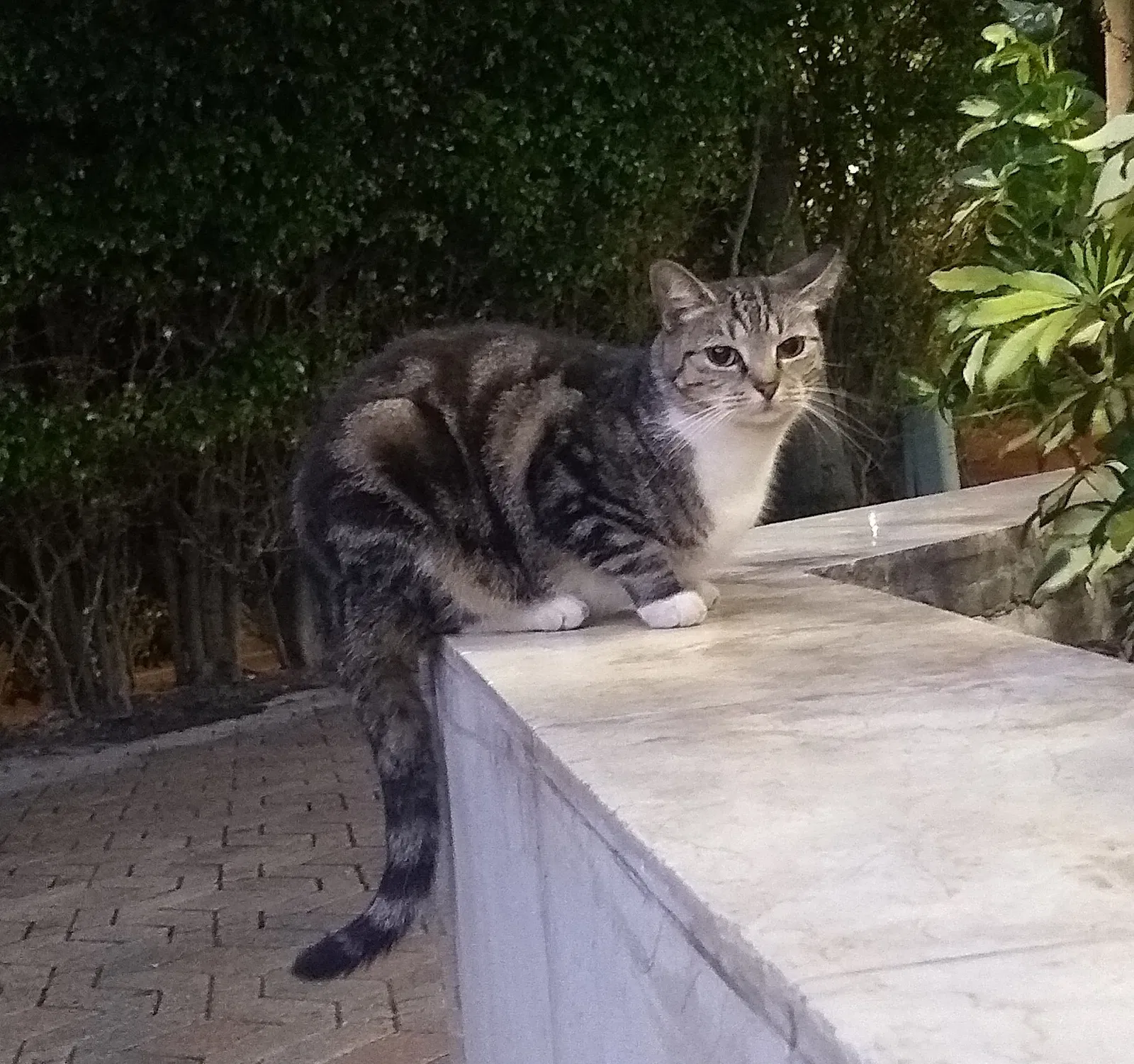 Lost cat in Miami Beach, FL, 33139