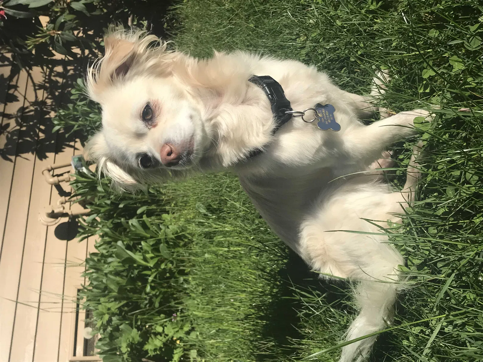 Lost dog in Lynnwood, WA, 98037