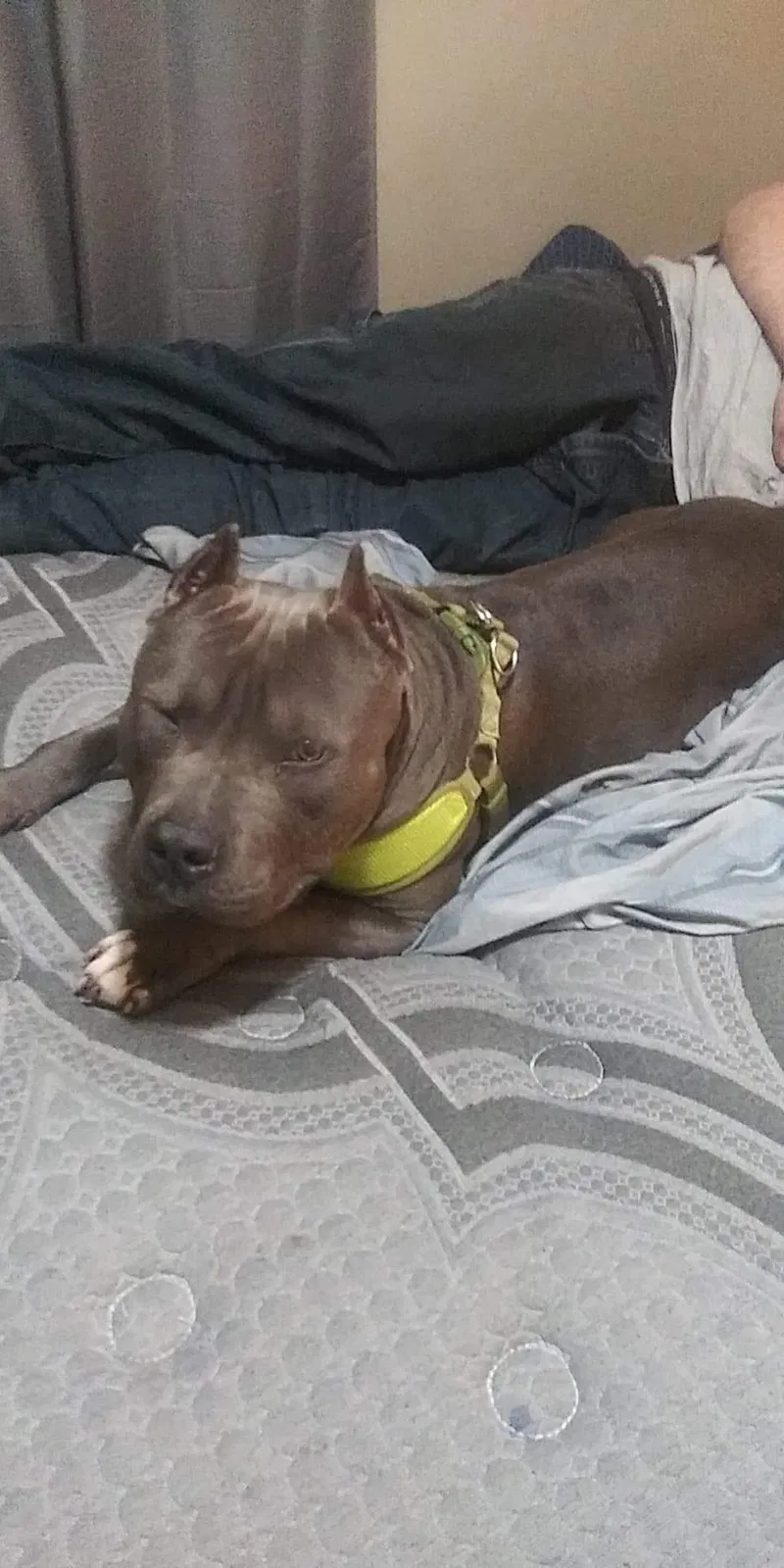 Lost dog in Wichita, KS, 67209