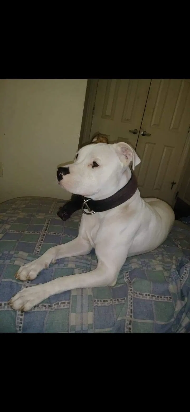 Lost dog in Saint Louis, MO, 63106