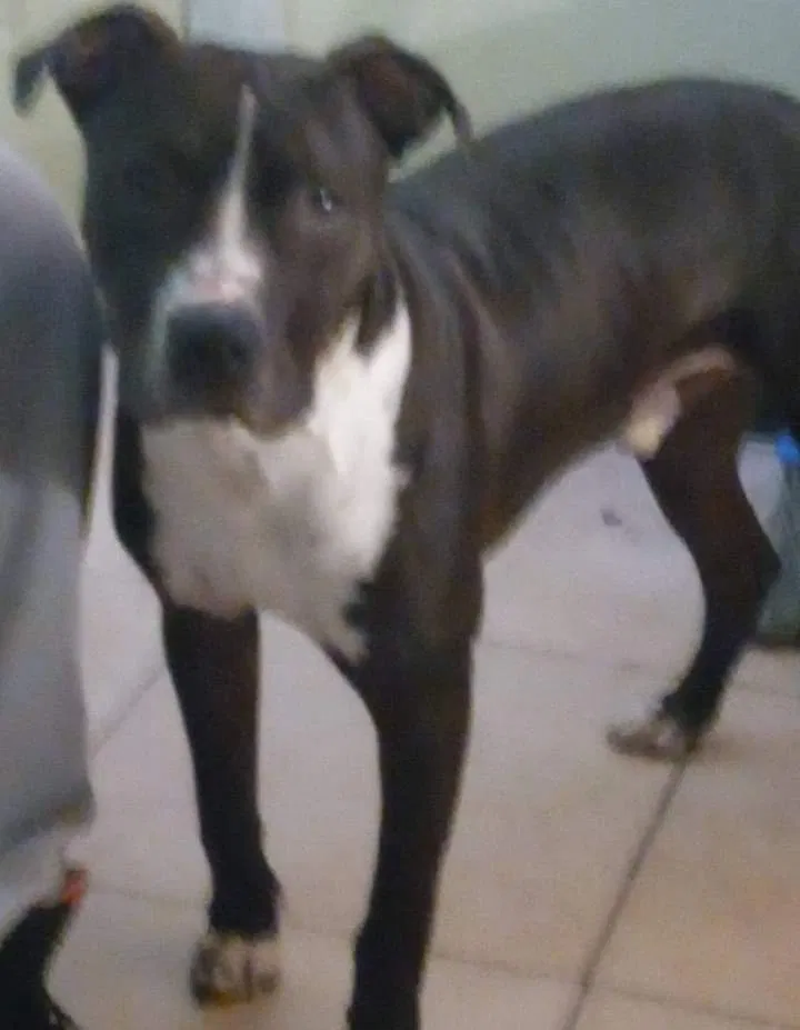 Lost dog in Lubbock, TX, 79401