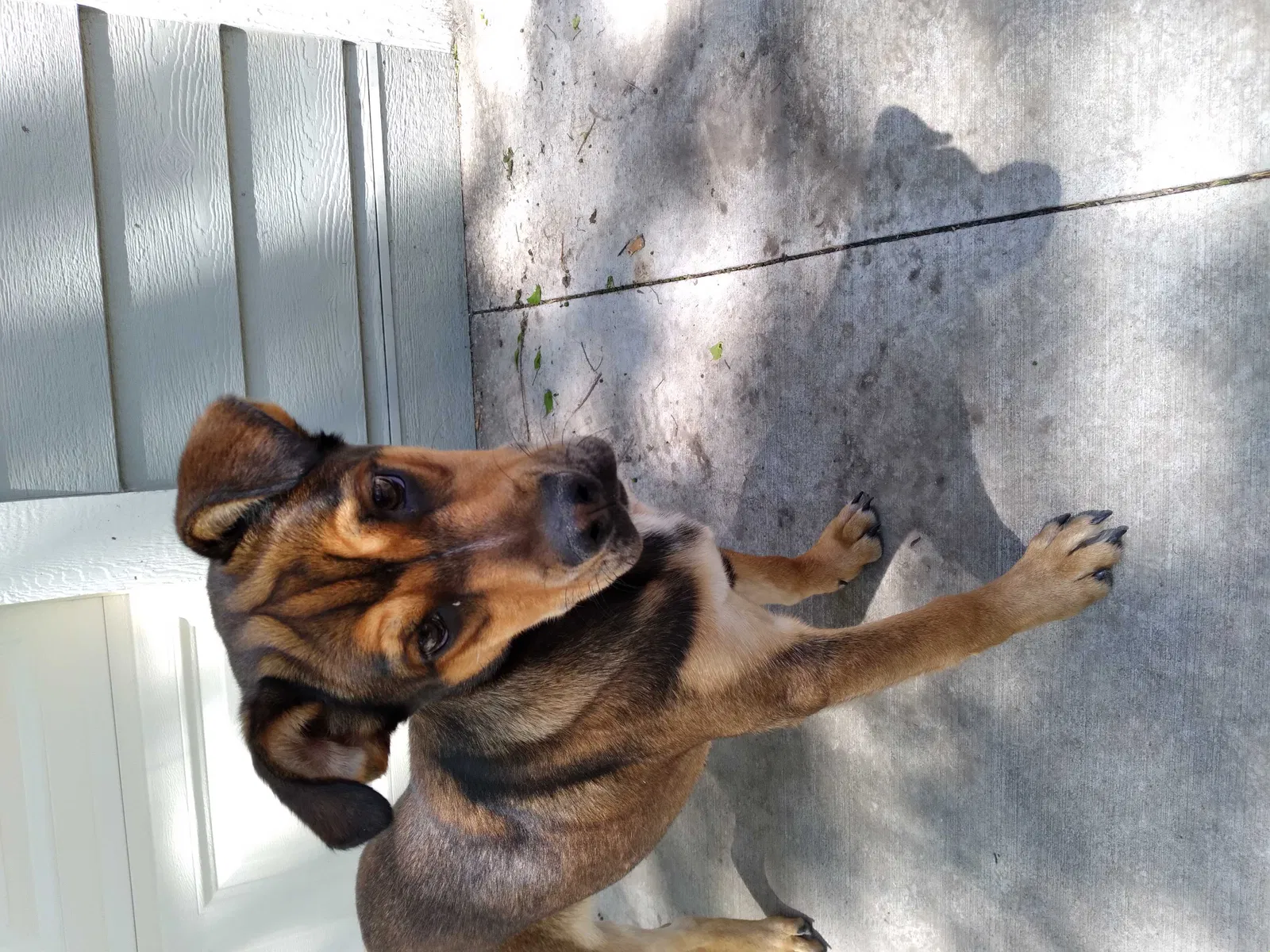 Lost dog in Kansas City, MO, 64109