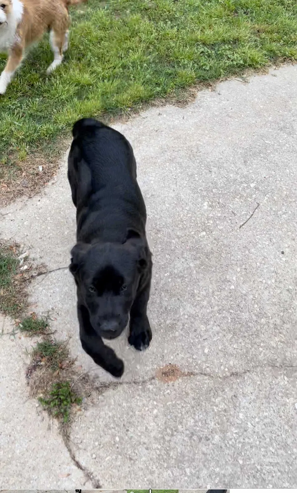 Lost dog in Ellenwood, GA, 30294