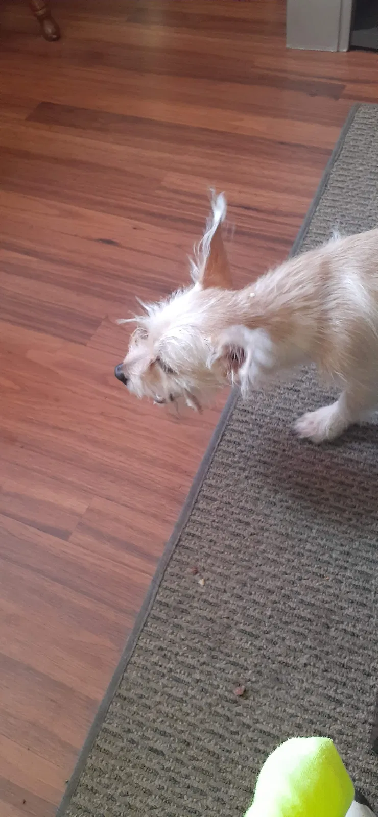Lost dog in Leesburg, FL, 34748