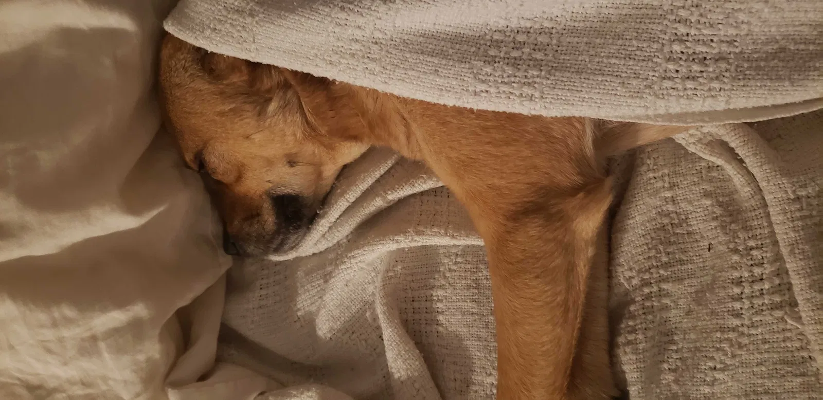 Found dog in Virginia Beach, VA, 23455