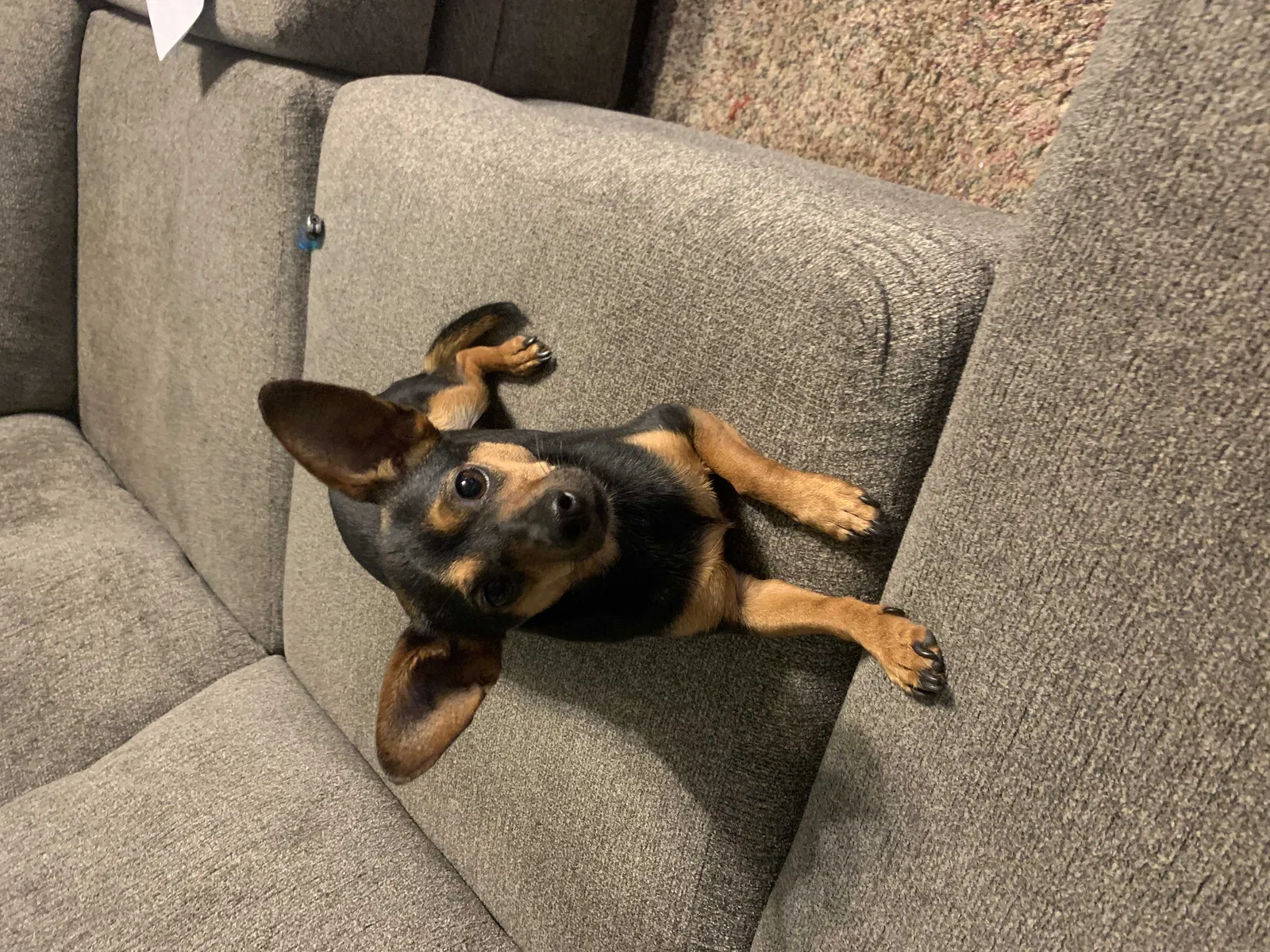 Lost dog in Yukon, OK, 73099