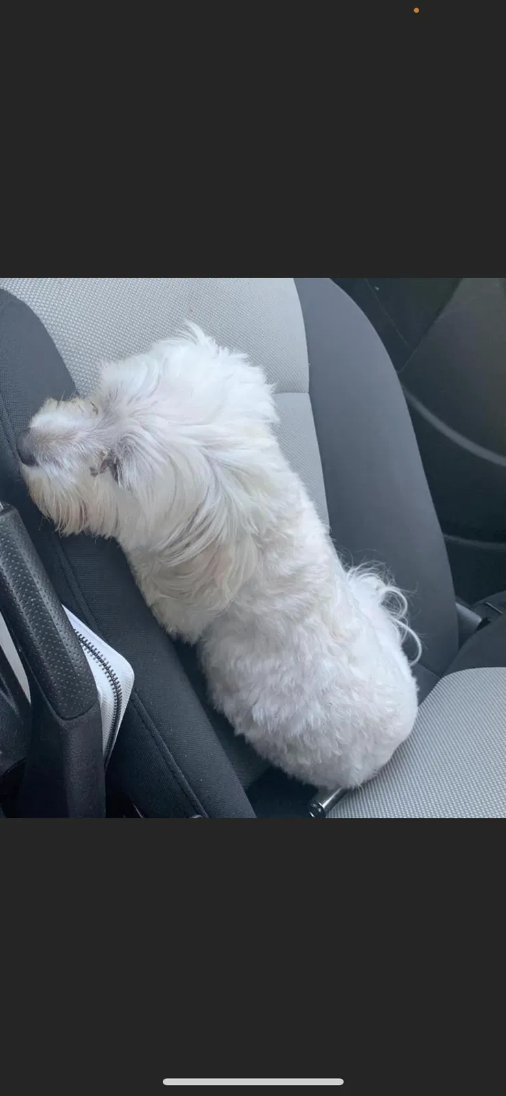 Lost dog in Cabot, AR, 72023