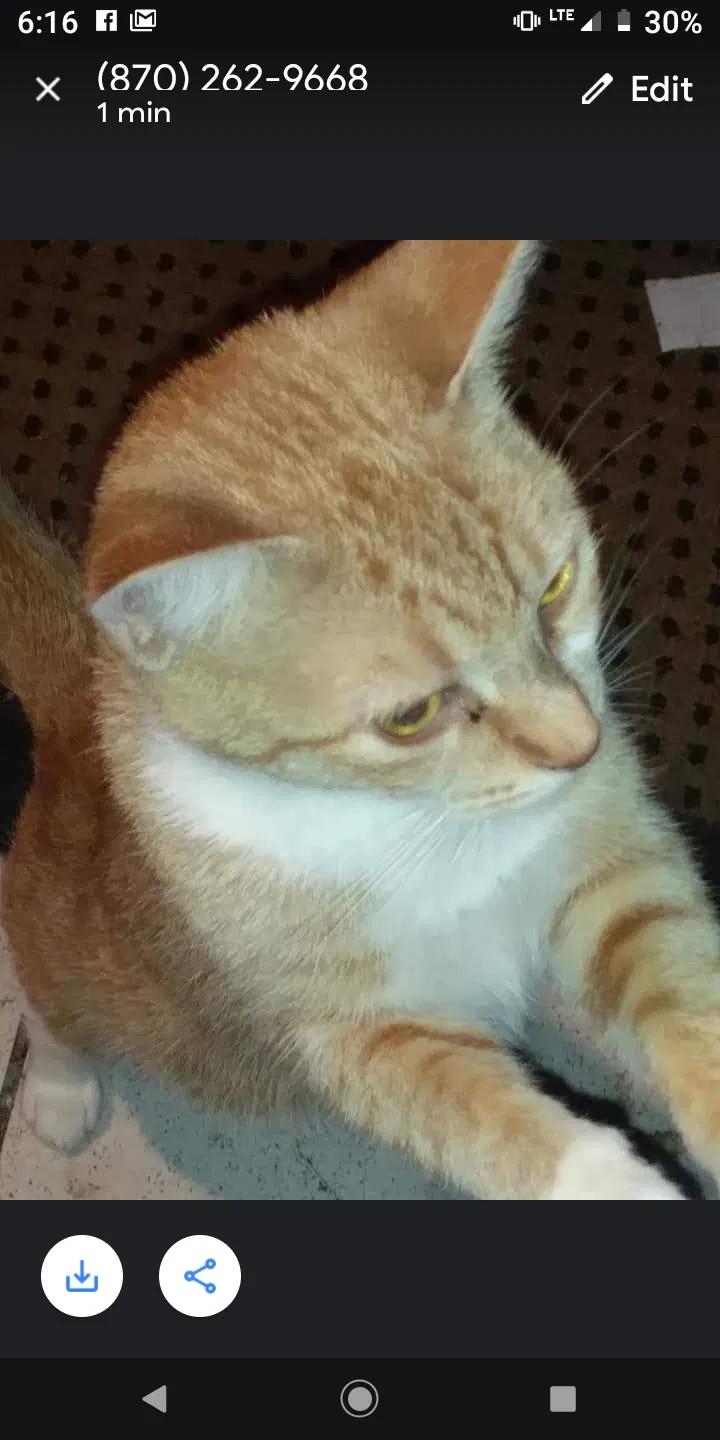 Lost cat in Fort Smith, AR, 72903