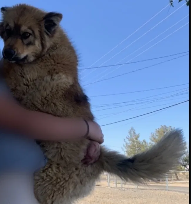 Lost dog in Hesperia, CA, 92345