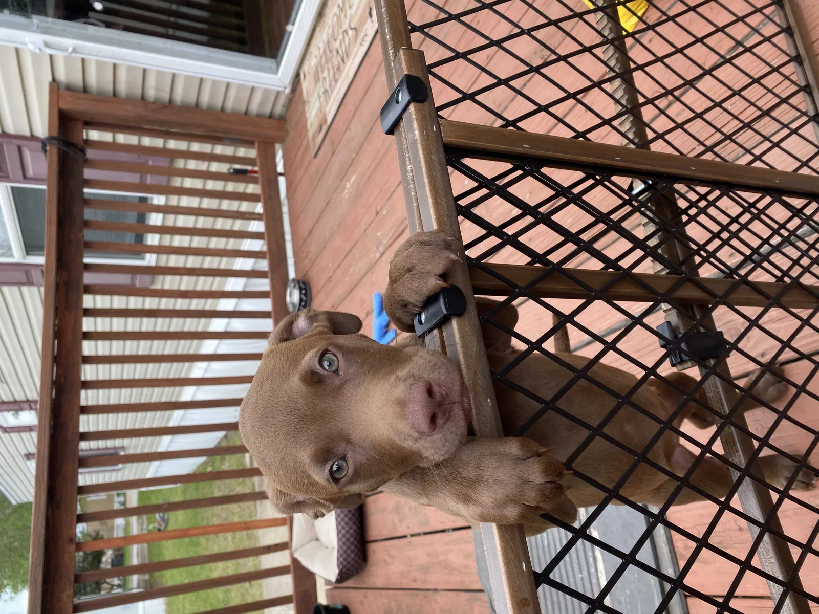 Lost dog in Tulsa, OK, 74110