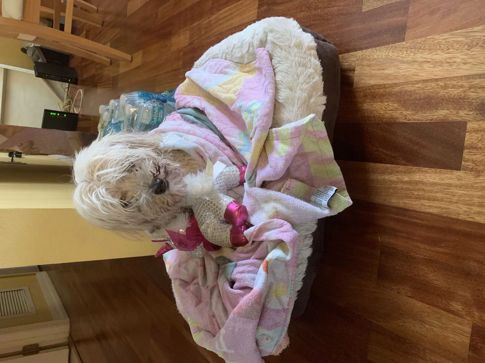 Lost dog in Clermont, FL, 34714