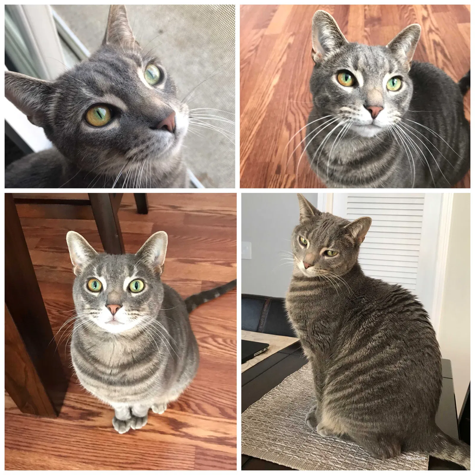 Missing Cat
