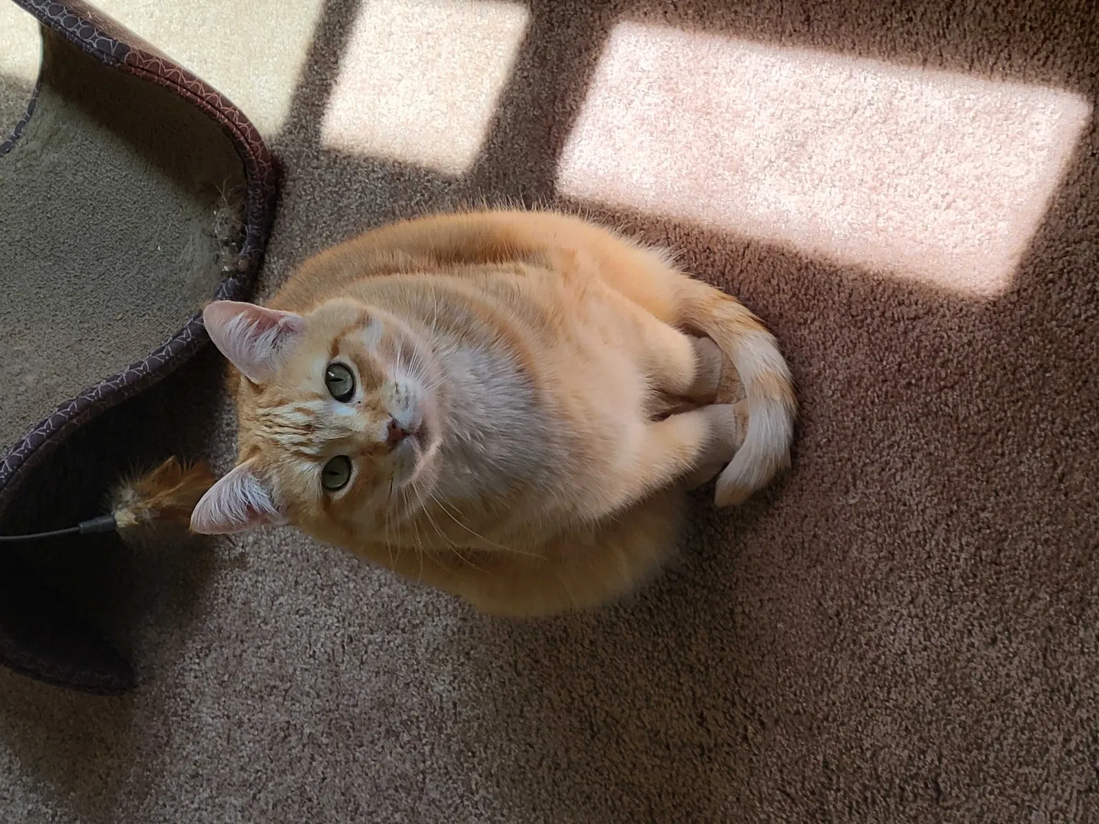 Lost cat in Maumee, OH, 43537
