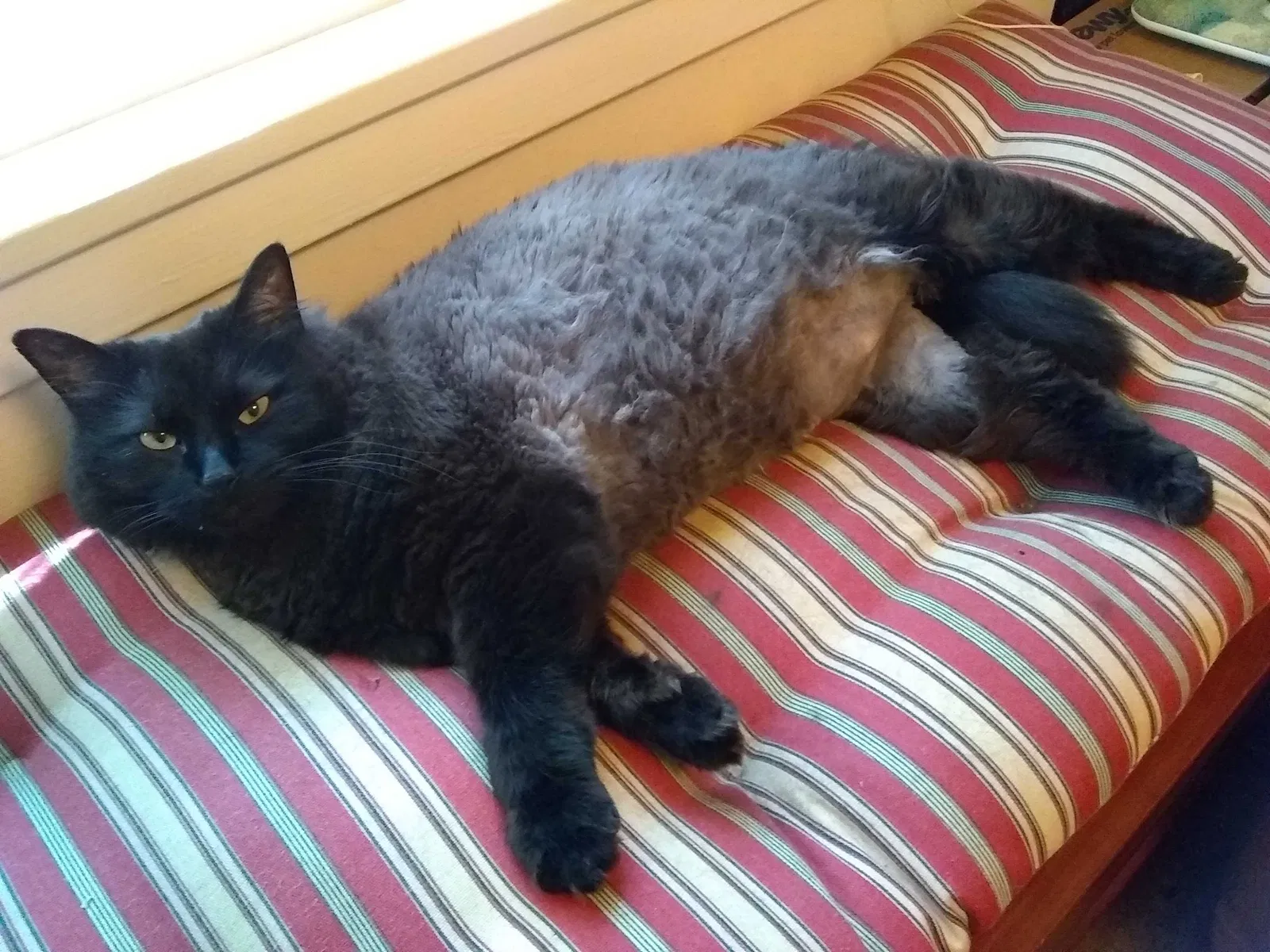 Lost cat in Atlanta, GA, 30341