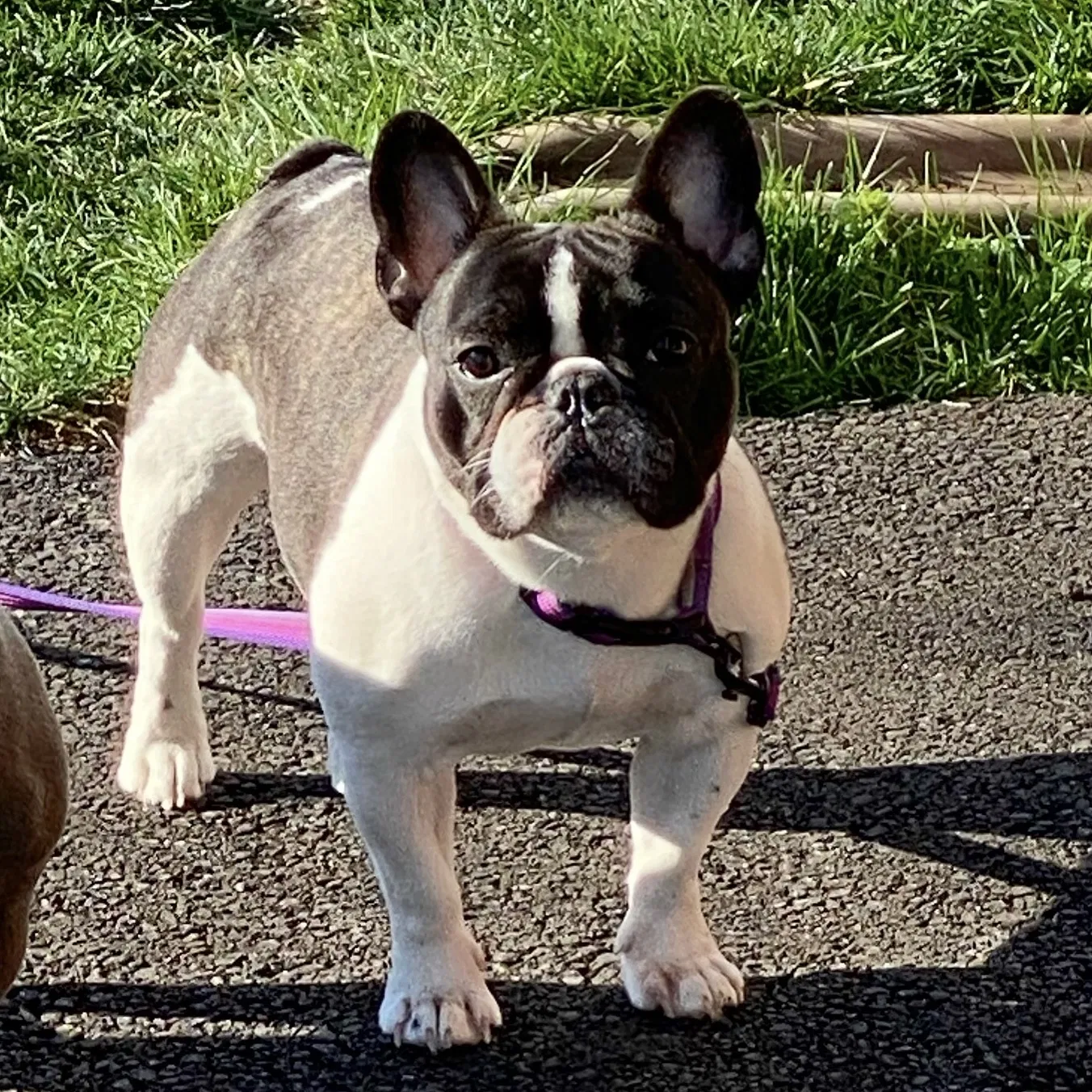 Lost dog in Columbus, OH, 43203