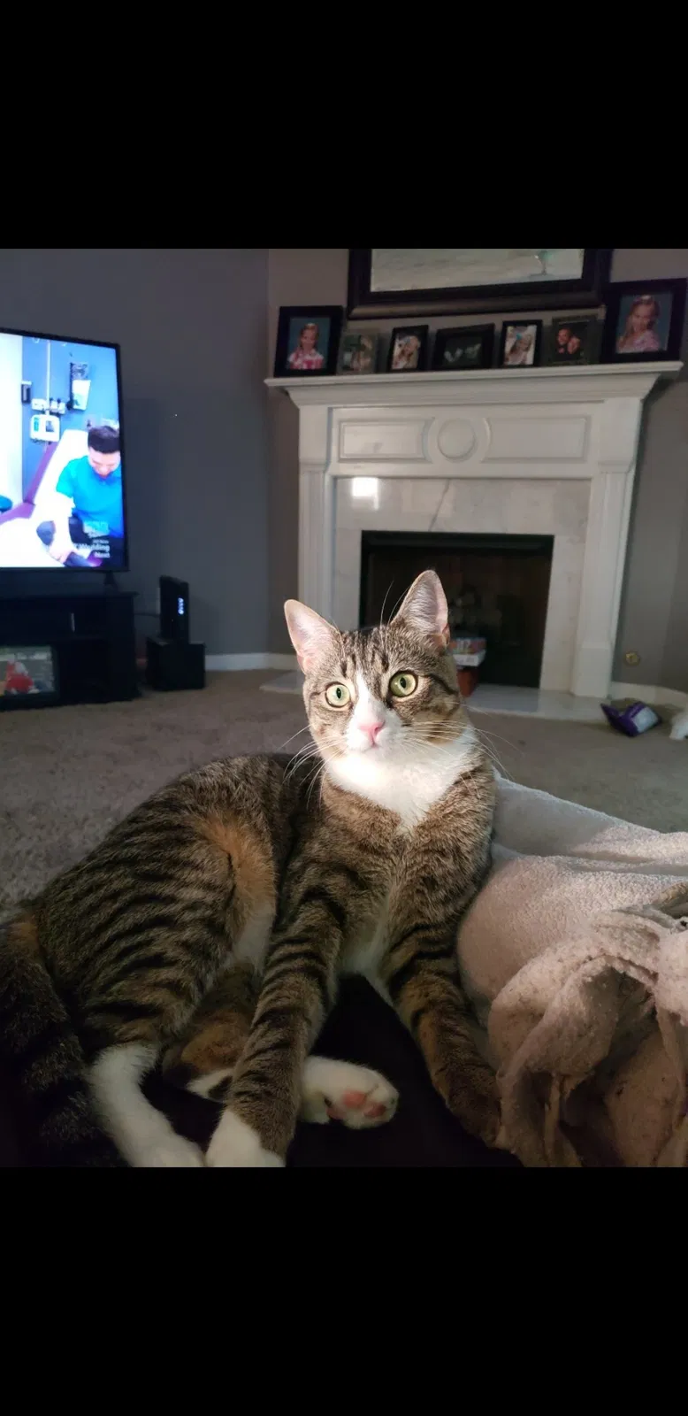 Lost cat in Buford, GA, 30519
