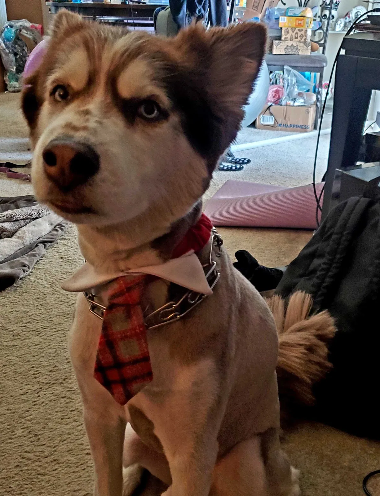 Lost dog in Houston, TX, 77064