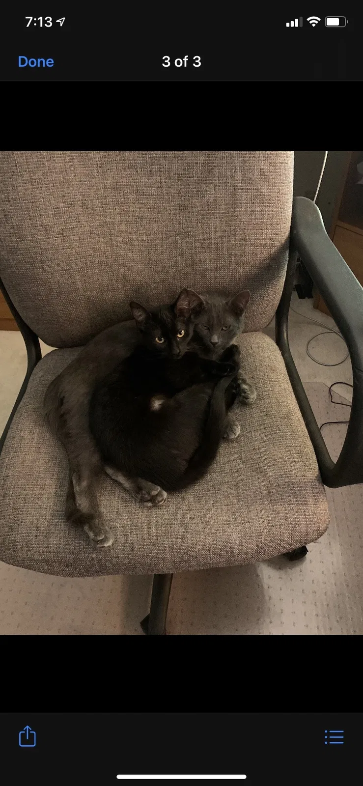 Lost cat in Naperville, IL, 60565