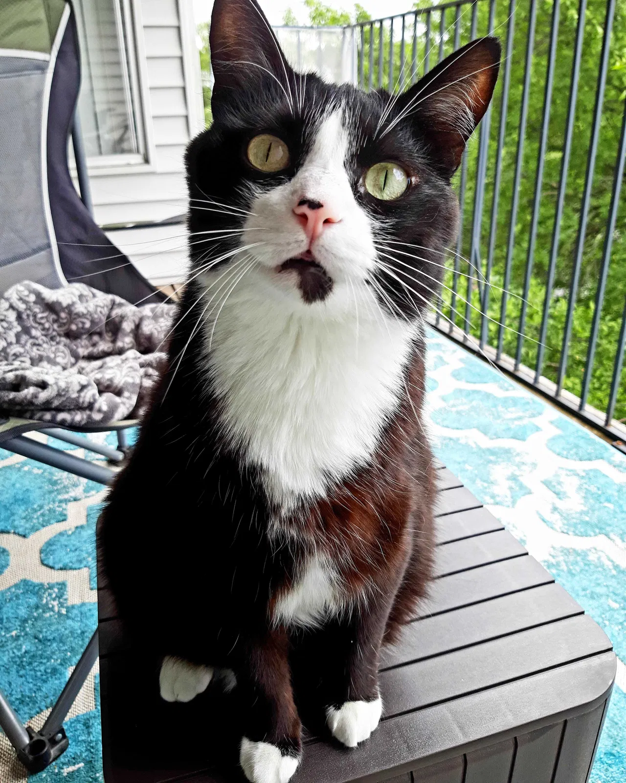 Lost cat in Faribault, MN, 55021