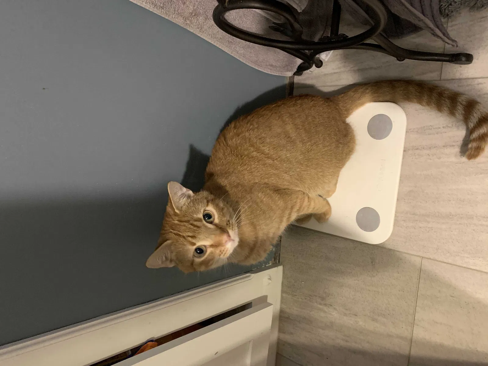 Lost cat in Minneapolis, MN, 55448