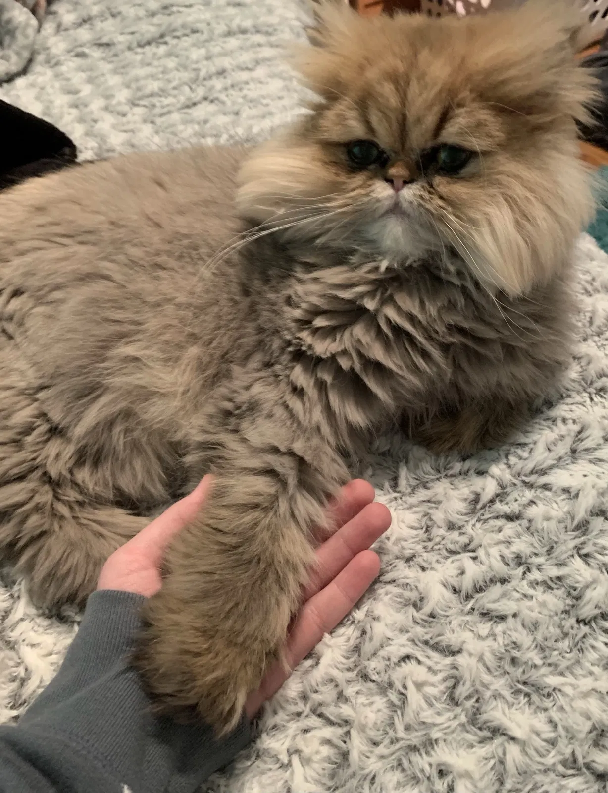 Lost cat in Elk Grove Village, IL, 60007