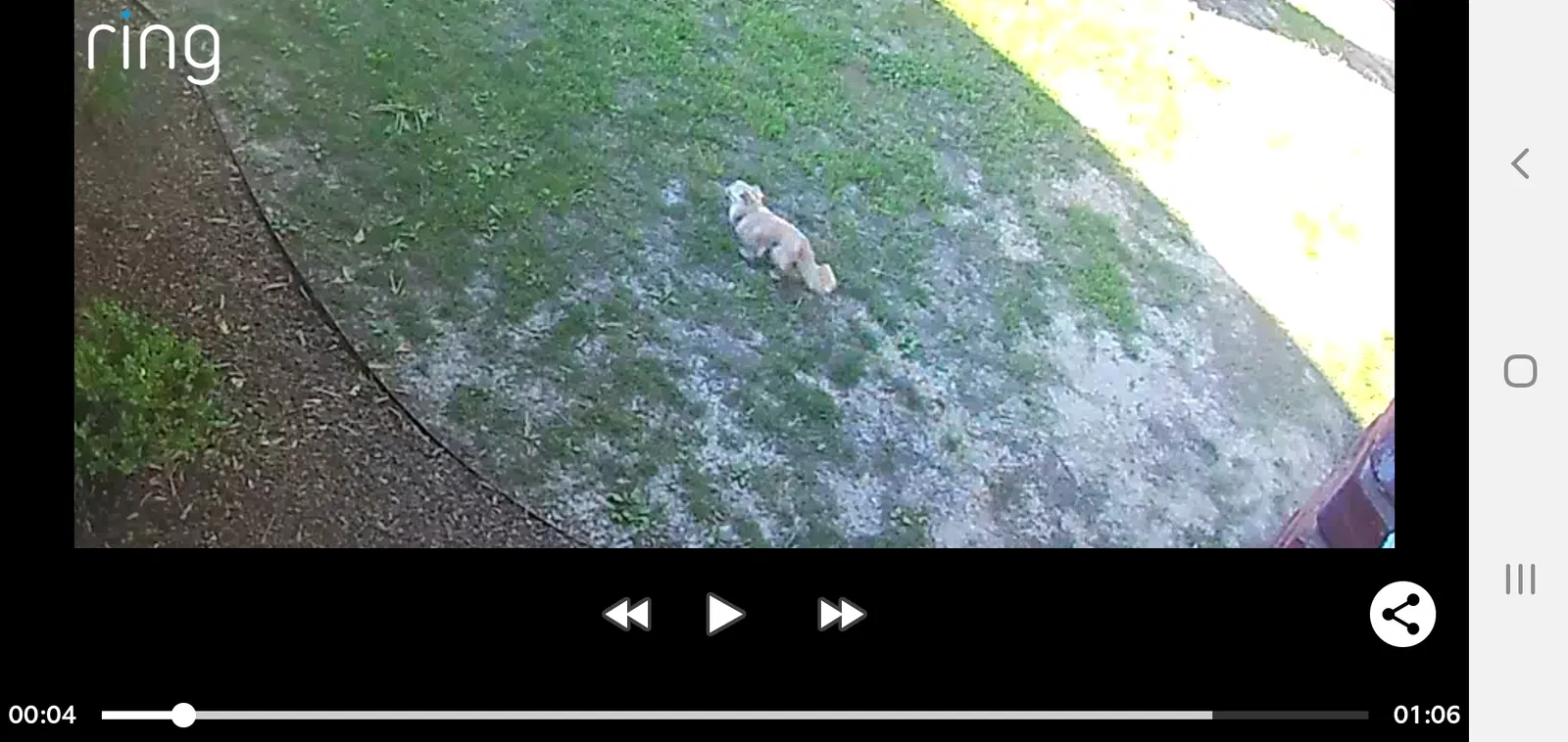 Lost dog in Memphis, TN, 38117