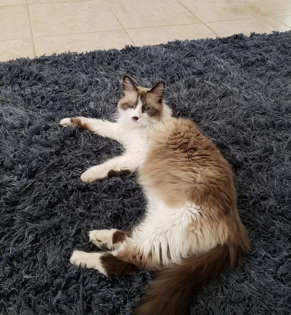 Lost cat in Bakersfield, CA, 93309