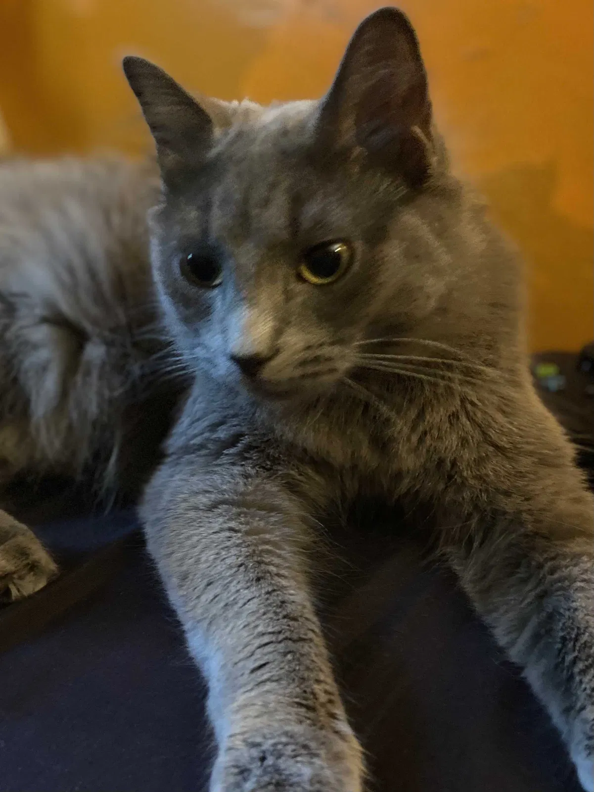 Lost cat in Cincinnati, OH, 45236