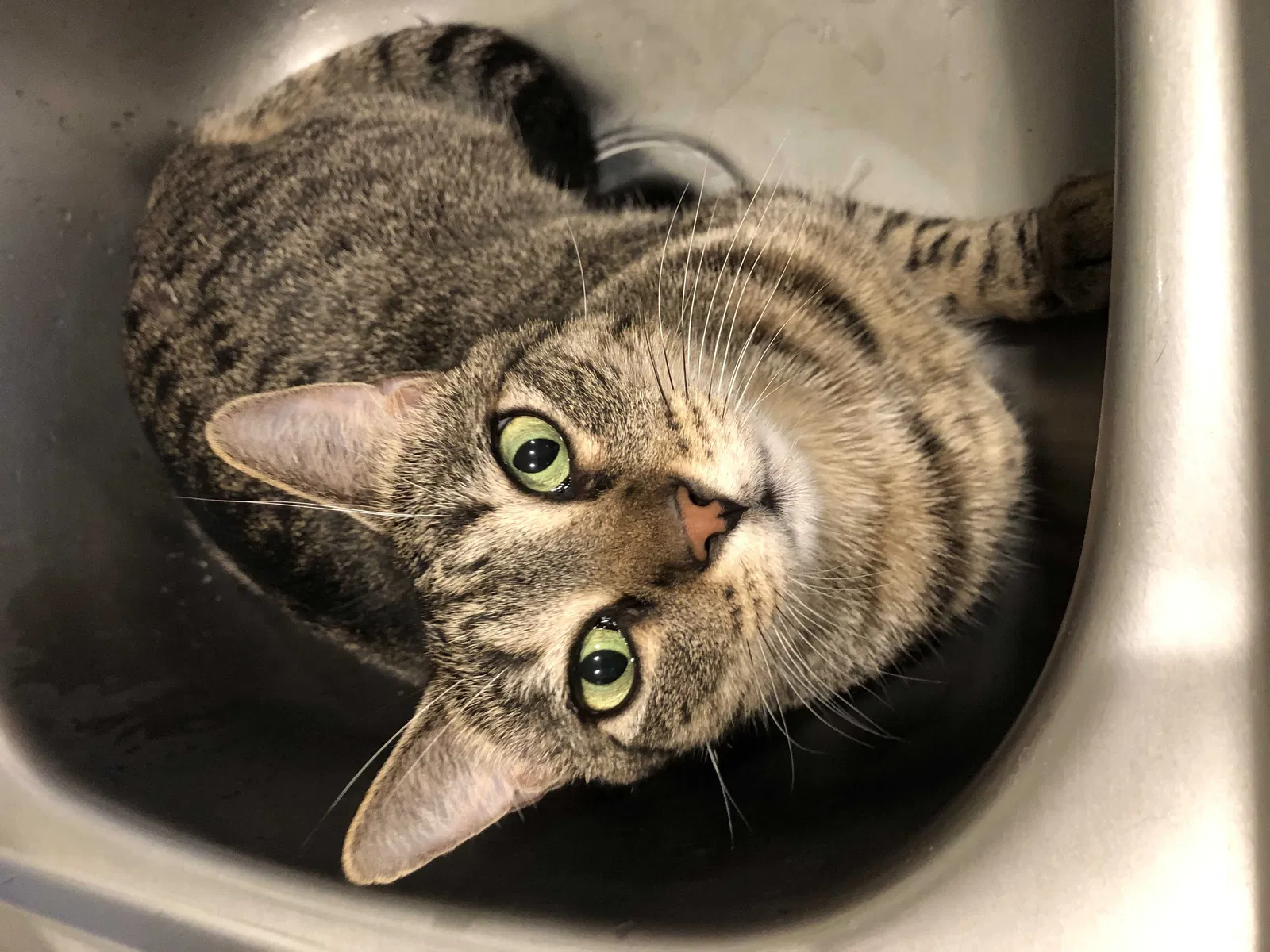 Lost cat in Stuart, FL, 34994