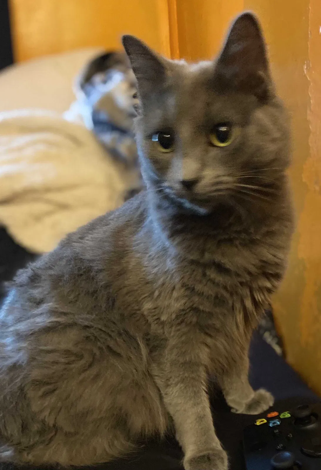 Lost cat in Cincinnati, OH, 45236