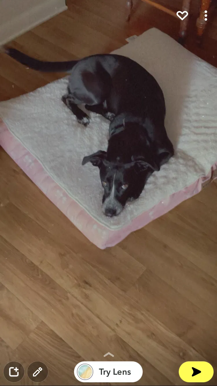 Lost dog in Hendersonville, TN, 37075