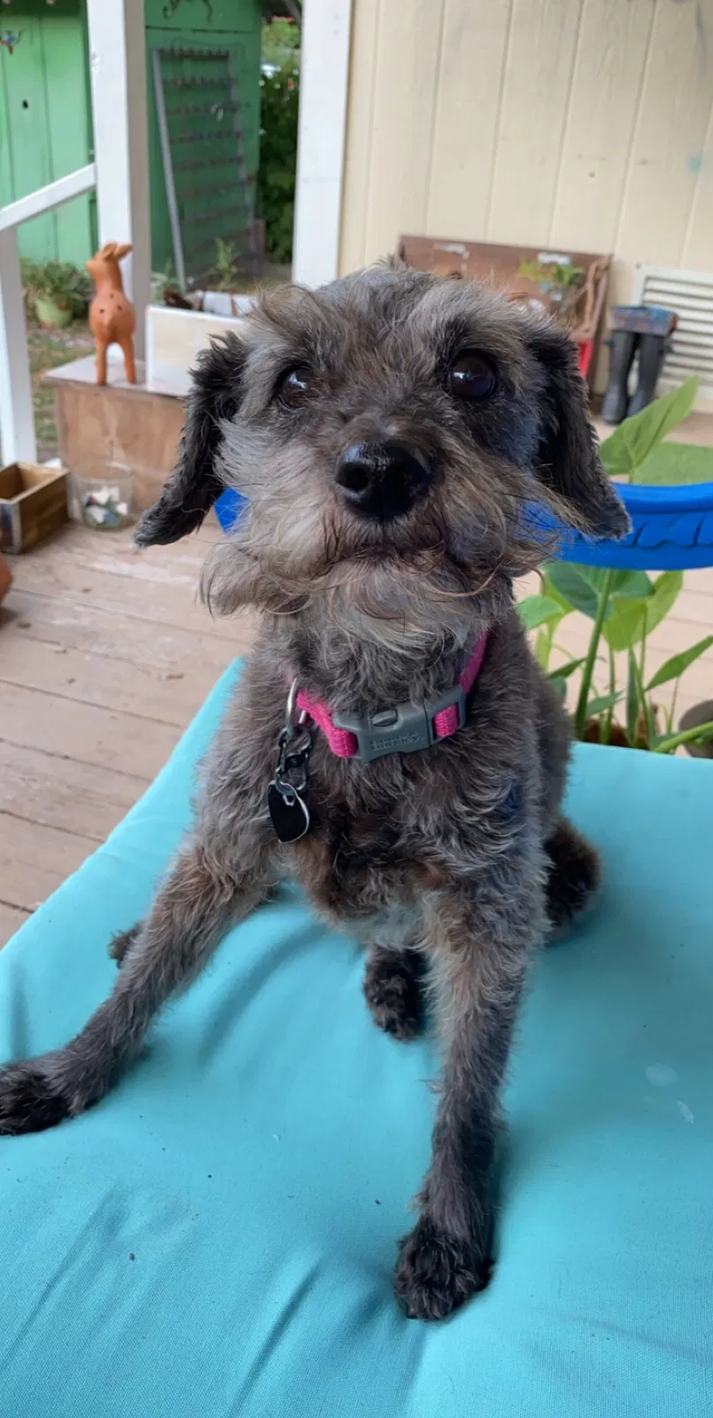 Lost dog in San Antonio, TX, 78201
