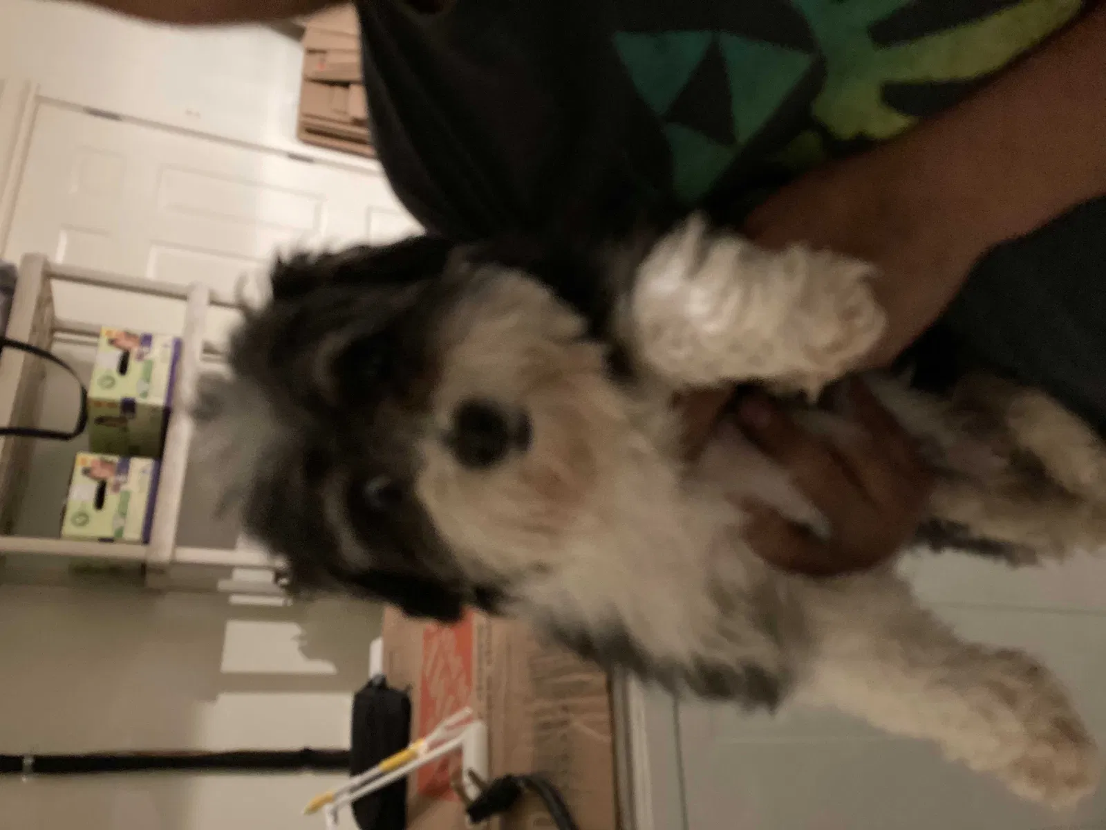 Lost dog in Happy Valley, OR, 97086