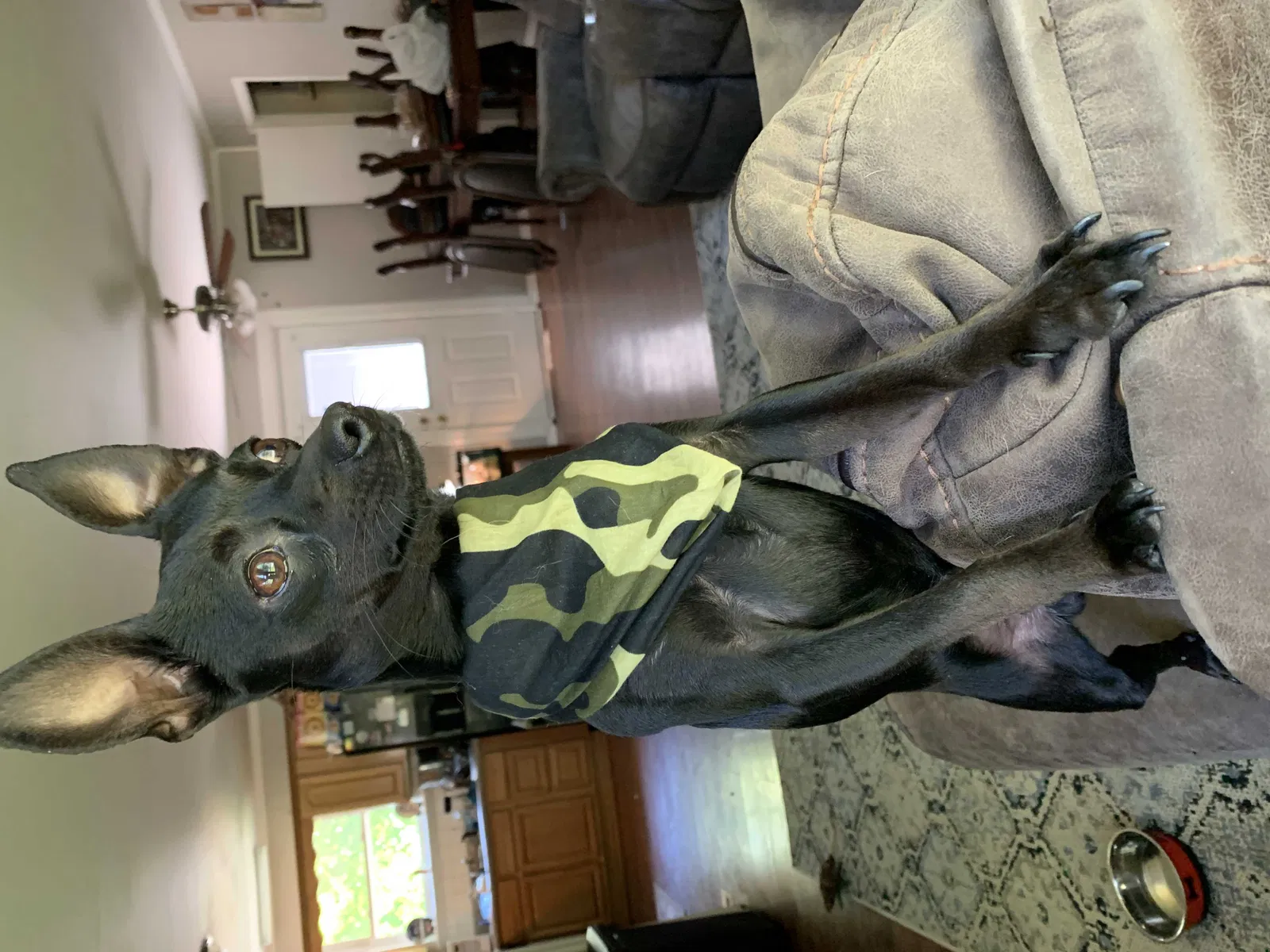 Lost dog in Nashville, TN, 37211