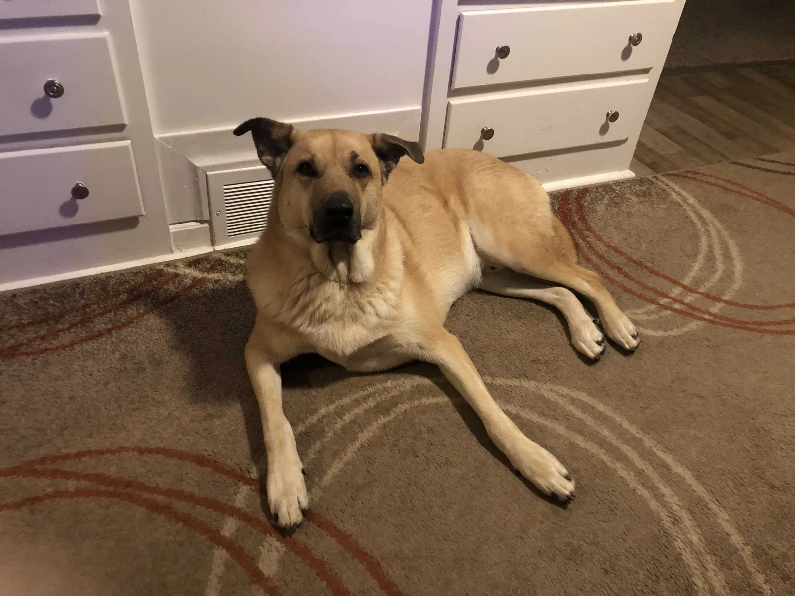 Lost dog in Toledo, OH, 43614