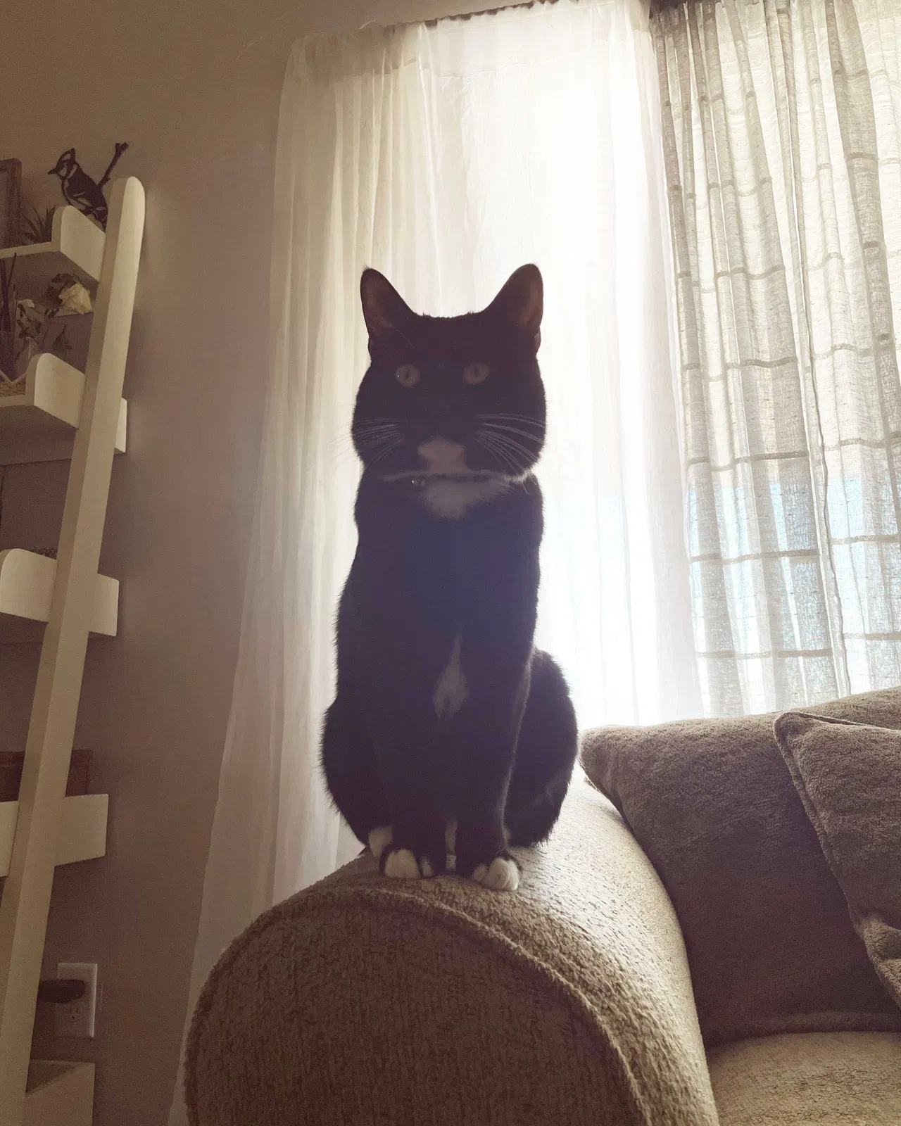 Lost cat in Eagle Mountain, UT, 84005